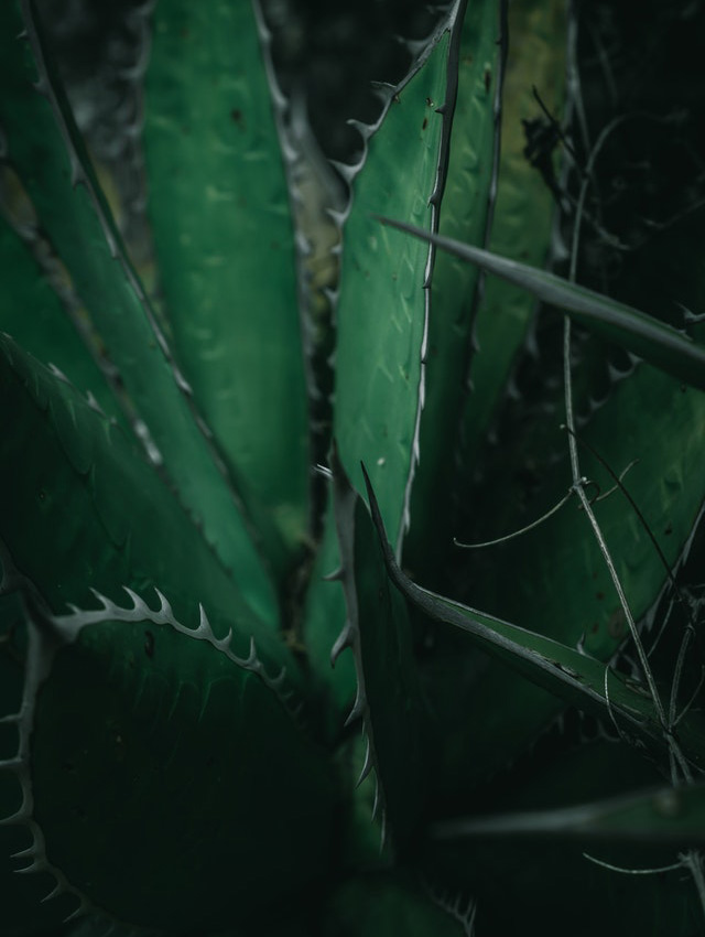 aloe-vera